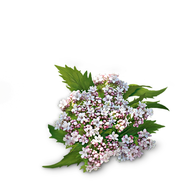 4. valeriana